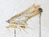  ( - CBG-A36756-H11)  @11 [ ] CreativeCommons - Attribution Share-Alike (2024) CBG Photography Group Centre for Biodiversity Genomics