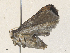  ( - CBG-A36851-A03)  @11 [ ] CreativeCommons - Attribution Share - Alike (2024) CBG Photography Group Centre for Biodiversity Genomics