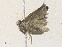  (tortMalaise2095 - CBG-A36851-A06)  @11 [ ] CreativeCommons - Attribution Share - Alike (2024) CBG Photography Group Centre for Biodiversity Genomics
