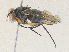 ( - CBG-A36825-C03)  @11 [ ] CreativeCommons - Attribution Share - Alike (2024) CBG Photography Group Centre for Biodiversity Genomics