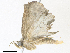  ( - CBG-A36829-C10)  @11 [ ] CreativeCommons - Attribution Share - Alike (2024) CBG Photography Group Centre for Biodiversity Genomics