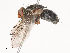  ( - CBG-A34360-A03)  @11 [ ] CreativeCommons - Attribution Share - Alike (2024) CBG Photography Group Centre for Biodiversity Genomics