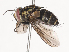  ( - CBG-A34360-A04)  @11 [ ] CreativeCommons - Attribution Share - Alike (2024) CBG Photography Group Centre for Biodiversity Genomics