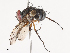  ( - CBG-A38479-A06)  @11 [ ] CreativeCommons - Attribution Share - Alike (2024) CBG Photography Group Centre for Biodiversity Genomics