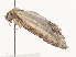  ( - CBG-A38479-E10)  @11 [ ] CreativeCommons - Attribution Share - Alike (2024) CBG Photography Group Centre for Biodiversity Genomics