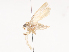  ( - CBG-A38479-F05)  @11 [ ] CreativeCommons - Attribution Share - Alike (2024) CBG Photography Group Centre for Biodiversity Genomics