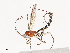  ( - CBG-A38480-A01)  @11 [ ] CreativeCommons - Attribution Share - Alike (2024) CBG Photography Group Centre for Biodiversity Genomics