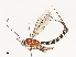  ( - CBG-A38480-A02)  @11 [ ] CreativeCommons - Attribution Share - Alike (2024) CBG Photography Group Centre for Biodiversity Genomics