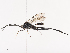  ( - CBG-A38481-A12)  @11 [ ] CreativeCommons - Attribution Share - Alike (2024) CBG Photography Group Centre for Biodiversity Genomics