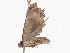  ( - CBG-A38481-E11)  @11 [ ] CreativeCommons - Attribution Share - Alike (2024) CBG Photography Group Centre for Biodiversity Genomics