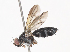  (Actinochaeta Malaise9075 - CBG-A38482-C12)  @11 [ ] CreativeCommons - Attribution Share - Alike (2024) CBG Photography Group Centre for Biodiversity Genomics