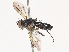  ( - CBG-A38484-B03)  @11 [ ] CreativeCommons - Attribution Share - Alike (2024) CBG Photography Group Centre for Biodiversity Genomics