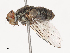  ( - CBG-A38484-B07)  @11 [ ] CreativeCommons - Attribution Share - Alike (2024) CBG Photography Group Centre for Biodiversity Genomics