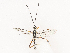  ( - CBG-A38484-C02)  @11 [ ] CreativeCommons - Attribution Share - Alike (2024) CBG Photography Group Centre for Biodiversity Genomics