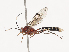 ( - CBG-A38484-E06)  @11 [ ] CreativeCommons - Attribution Share - Alike (2024) CBG Photography Group Centre for Biodiversity Genomics