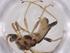  (Aleiodes Malaise8705 - CBG-A39773-G09)  @11 [ ] CreativeCommons - Attribution Share - Alike (2024) Centre for Biodiversity Genomics Centre for Biodiversity Genomics