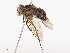  ( - CBG-A40185-B12)  @11 [ ] CreativeCommons - Attribution Share - Alike (2024) CBG Photography Group Centre for Biodiversity Genomics