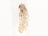  ( - CBG-A40186-E03)  @11 [ ] CreativeCommons - Attribution Share - Alike (2024) CBG Photography Group Centre for Biodiversity Genomics