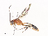  ( - CBG-A40188-B04)  @11 [ ] CreativeCommons - Attribution Share - Alike (2024) CBG Photography Group Centre for Biodiversity Genomics
