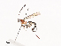  ( - CBG-A40188-F08)  @11 [ ] CreativeCommons - Attribution Share - Alike (2024) CBG Photography Group Centre for Biodiversity Genomics