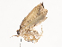  ( - CBG-A38519-F02)  @11 [ ] CreativeCommons - Attribution Share - Alike (2024) CBG Photography Group Centre for Biodiversity Genomics