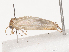  ( - CBG-A38520-B11)  @11 [ ] CreativeCommons - Attribution Share - Alike (2024) CBG Photography Group Centre for Biodiversity Genomics