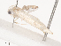  ( - CBG-A38520-F03)  @11 [ ] CreativeCommons - Attribution Share - Alike (2024) CBG Photography Group Centre for Biodiversity Genomics