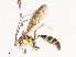  ( - CBG-A40203-D12)  @11 [ ] CreativeCommons - Attribution Share - Alike (2024) CBG Photography Group Centre for Biodiversity Genomics
