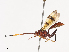  ( - CBG-A40233-C04)  @11 [ ] CreativeCommons - Attribution Share - Alike (2024) CBG Photography Group Centre for Biodiversity Genomics