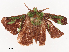  ( - CBG-A40235-F08)  @11 [ ] CreativeCommons - Attribution Share - Alike (2024) CBG Photography Group Centre for Biodiversity Genomics