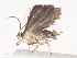  ( - CBG-A40236-A02)  @11 [ ] CreativeCommons - Attribution Share - Alike (2024) CBG Photography Group Centre for Biodiversity Genomics