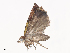  ( - CBG-A40236-B06)  @11 [ ] CreativeCommons - Attribution Share - Alike (2024) CBG Photography Group Centre for Biodiversity Genomics