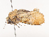 ( - CBG-A40237-C03)  @11 [ ] CreativeCommons - Attribution Share - Alike (2024) CBG Photography Group Centre for Biodiversity Genomics