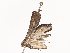  ( - CBG-A40238-D06)  @11 [ ] CreativeCommons - Attribution Share - Alike (2024) CBG Photography Group Centre for Biodiversity Genomics