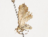  ( - CBG-A38416-E08)  @11 [ ] CreativeCommons - Attribution Share - Alike (2024) CBG Photography Group Centre for Biodiversity Genomics
