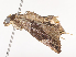  ( - CBG-A38472-A04)  @11 [ ] CreativeCommons - Attribution Share - Alike (2024) CBG Photography Group Centre for Biodiversity Genomics