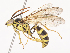  ( - CBG-A38472-B12)  @11 [ ] CreativeCommons - Attribution Share - Alike (2024) CBG Photography Group Centre for Biodiversity Genomics