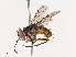  ( - CBG-A40195-D05)  @11 [ ] CreativeCommons - Attribution Share - Alike (2024) CBG Photography Group Centre for Biodiversity Genomics