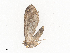  ( - CBG-A40196-B05)  @11 [ ] CreativeCommons - Attribution Share - Alike (2024) CBG Photography Group Centre for Biodiversity Genomics