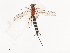  ( - CBG-A40198-G08)  @11 [ ] CreativeCommons - Attribution Share - Alike (2024) CBG Photography Group Centre for Biodiversity Genomics