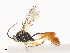  ( - CBG-A40078-G11)  @11 [ ] CreativeCommons - Attribution Share - Alike (2024) CBG Photography Group Centre for Biodiversity Genomics