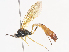  ( - CBG-A41833-E12)  @11 [ ] CreativeCommons - Attribution Share - Alike (2024) CBG Photography Group Centre for Biodiversity Genomics