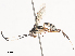  ( - CBG-A41838-B04)  @11 [ ] CreativeCommons - Attribution Share - Alike (2024) CBG Photography Group Centre for Biodiversity Genomics