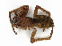  ( - CBG-A41839-H11)  @11 [ ] CreativeCommons - Attribution Share-Alike (2024) CBG Photography Group Centre for Biodiversity Genomics