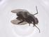  (Phytomyptera Malaise6687 - CBG-A56687-D11)  @11 [ ] CreativeCommons - Attribution Share - Alike (2024) Centre for Biodiversity Genomics Centre for Biodiversity Genomics