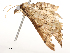  ( - CBG-A54416-C01)  @11 [ ] CreativeCommons - Attribution Share - Alike (2024) CBG Photography Group Centre for Biodiversity Genomics