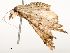  ( - CBG-A54416-C04)  @11 [ ] CreativeCommons - Attribution Share - Alike (2024) CBG Photography Group Centre for Biodiversity Genomics