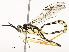 ( - CBG-A58573-H01)  @11 [ ] CreativeCommons - Attribution Share - Alike (2024) CBG Photography Group Centre for Biodiversity Genomics