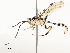  ( - CBG-A58575-E03)  @11 [ ] CreativeCommons - Attribution Share - Alike (2024) CBG Photography Group Centre for Biodiversity Genomics