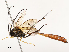  ( - CBG-A58576-A04)  @11 [ ] CreativeCommons - Attribution Share - Alike (2024) CBG Photography Group Centre for Biodiversity Genomics